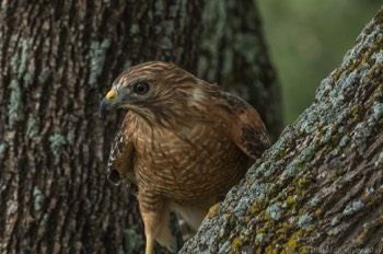  Blackland Prairie Raptor Center, 2017 