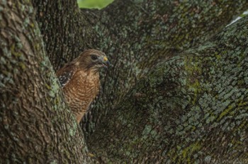  Blackland Prairie Raptor Center, 2017 