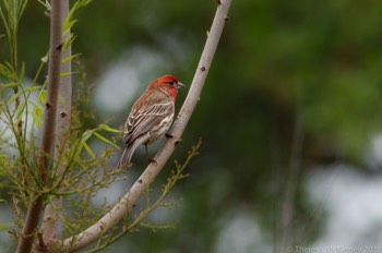  Male House Finch 