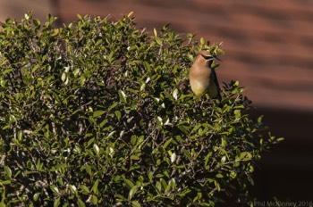  Cedar Waxwing 