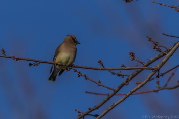  Cedar Waxwing 