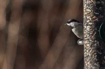  Carloina Chickadee 