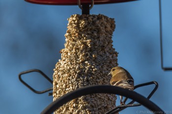  American Goldfinch 