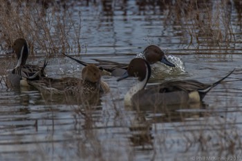  Northern Pintail 