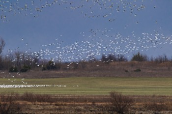  Snow Geese 