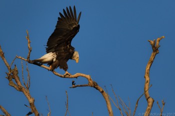  Hagerman NWR 