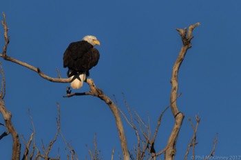  Hagerman NWR 