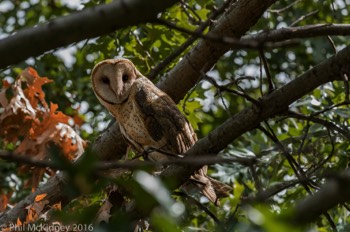  Barn Owl - Carrollton, TX 