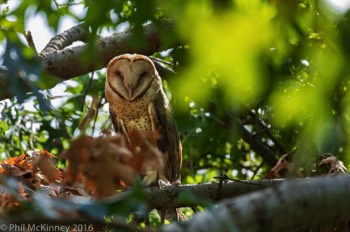  Barn Owl - Carrollton, TX 