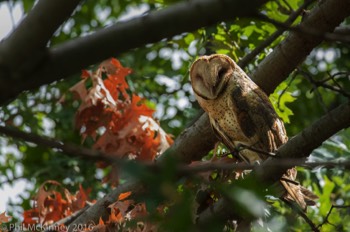  Barn Owl - Carrollton, TX 