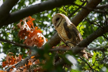  Barn Owl - Carrollton, TX 