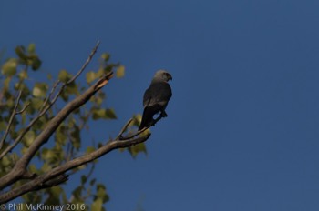  Mississippi Kite - Colleyville, TX 