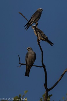  Mississippi Kite family - Colleyville, TX 