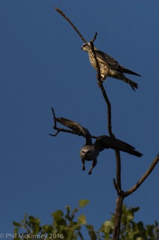  Mississippi Kite - Colleyville, TX 