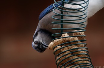  BlueJay 