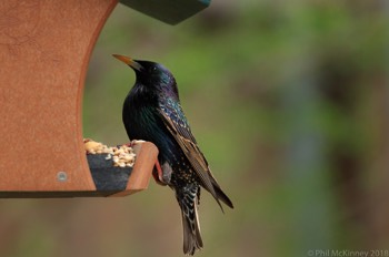  Starling 