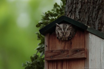  Eastern Screech Owl 