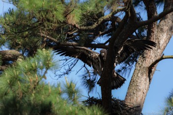  Juvenile Bald Eagle - Woodlands, TX 