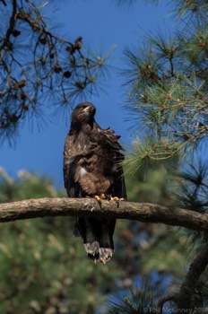  Juvenile Bald Eagle - Woodlands, TX 