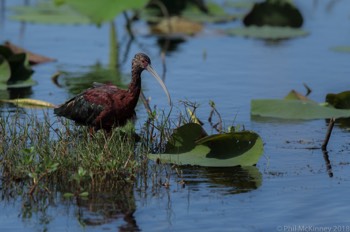  White Faced Ibis 