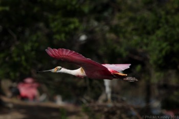  Roseate Spoonbill 