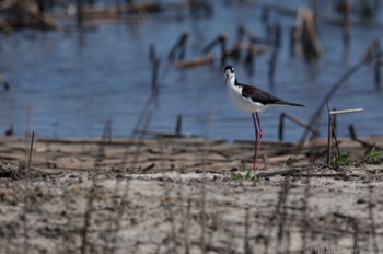  Black-Necked stilt 