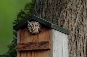  Eastern Screech Owl - Garland, TX 