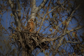  Great orned Owl - Murphy, TX 