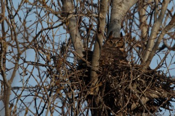  Great orned Owl - Murphy, TX 