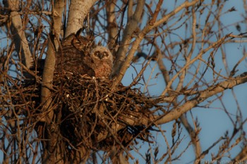  Great orned Owl - Murphy, TX 