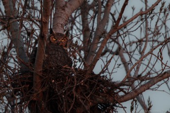  Great orned Owl - Murphy, TX 