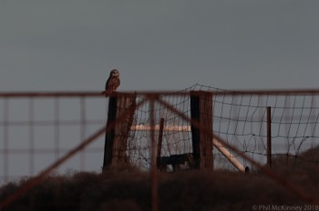  Short Eared Owl - Hagerman NWR 