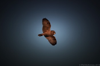  Short Eared Owl - Hagerman NWR 